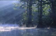 Swamp;Swamps;Bog;Marsh;Pool-of-Water;Reflections;Water;Oneness;Tree-Trunk;Trees;